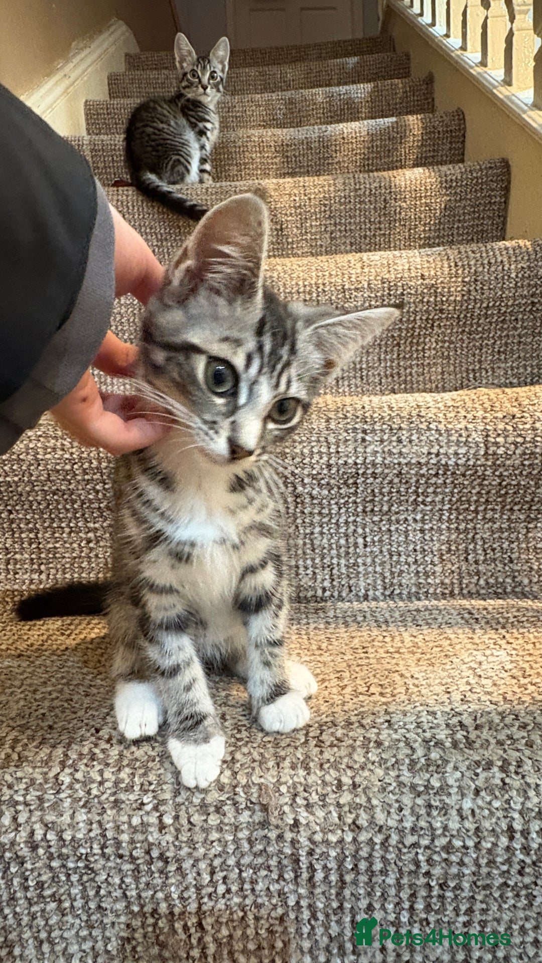 British Shorthair cats for sale: Kittens  - Image 3