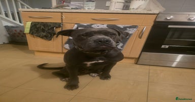 Mixed Breed dogs - Advert 3