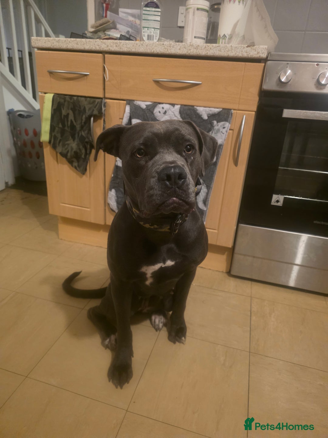 Mixed Breed dogs for sale: Cane corso  - Image 3