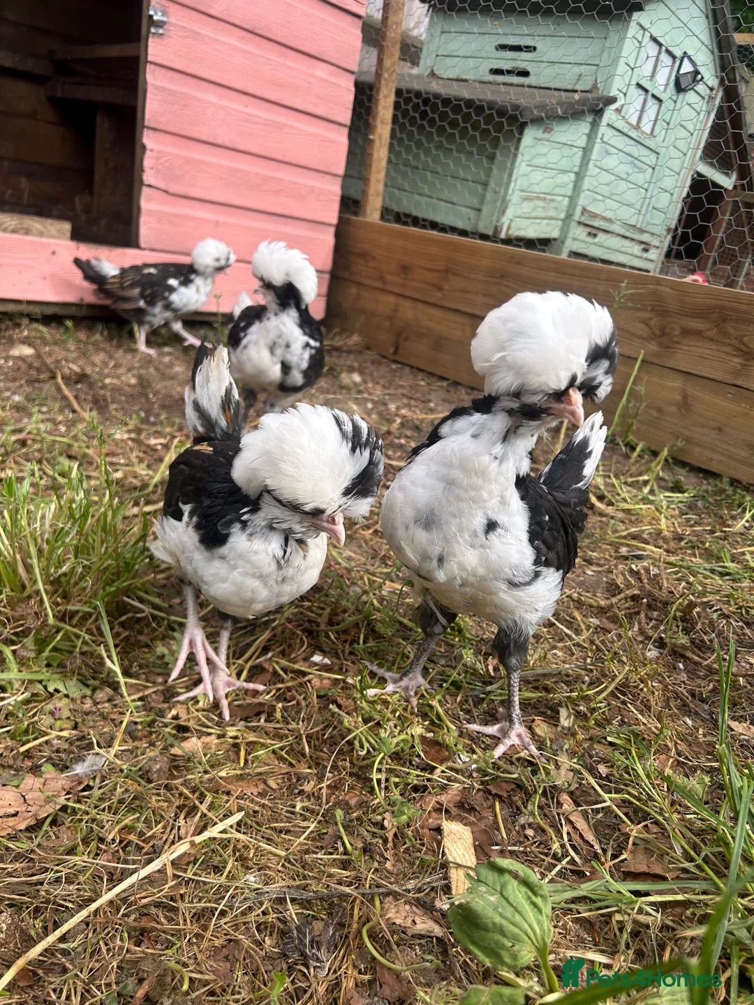 Chickens poultry for sale: Tolbunt polish chicks  - Advert 1
