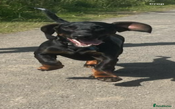 Mixed Breed dogs for sale: Looking for new home!  - Image 1