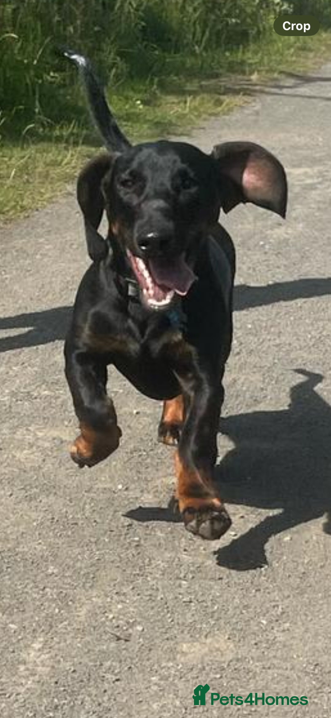 Mixed Breed dogs for sale: Looking for new home!  - Image 1
