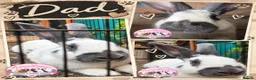 Giant Papillon rabbits for sale: Adorable checkered giant cross kits  in Downham Market - Advert 8