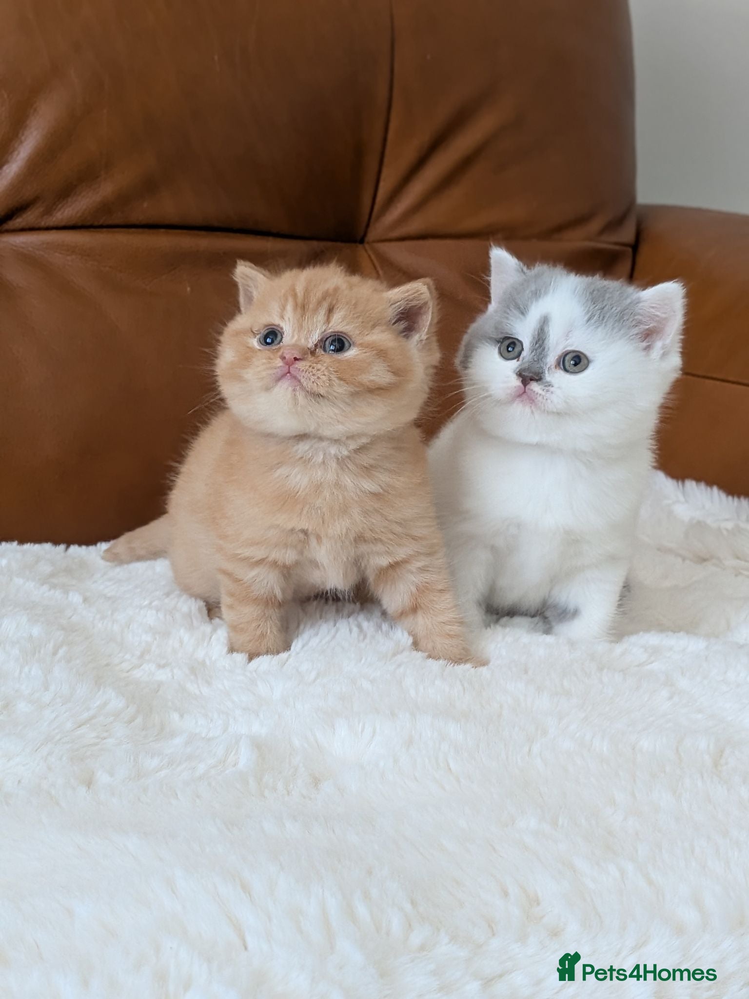 British Shorthair cats GCCF British Shorthair kittens  - Advert 1