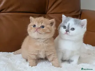 British Shorthair cats GCCF British Shorthair kittens - Advert 1
