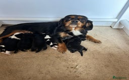 Cavalier King Charles Spaniel dogs for stud: Handsome Cavalier King Charles for Stud - Image 4