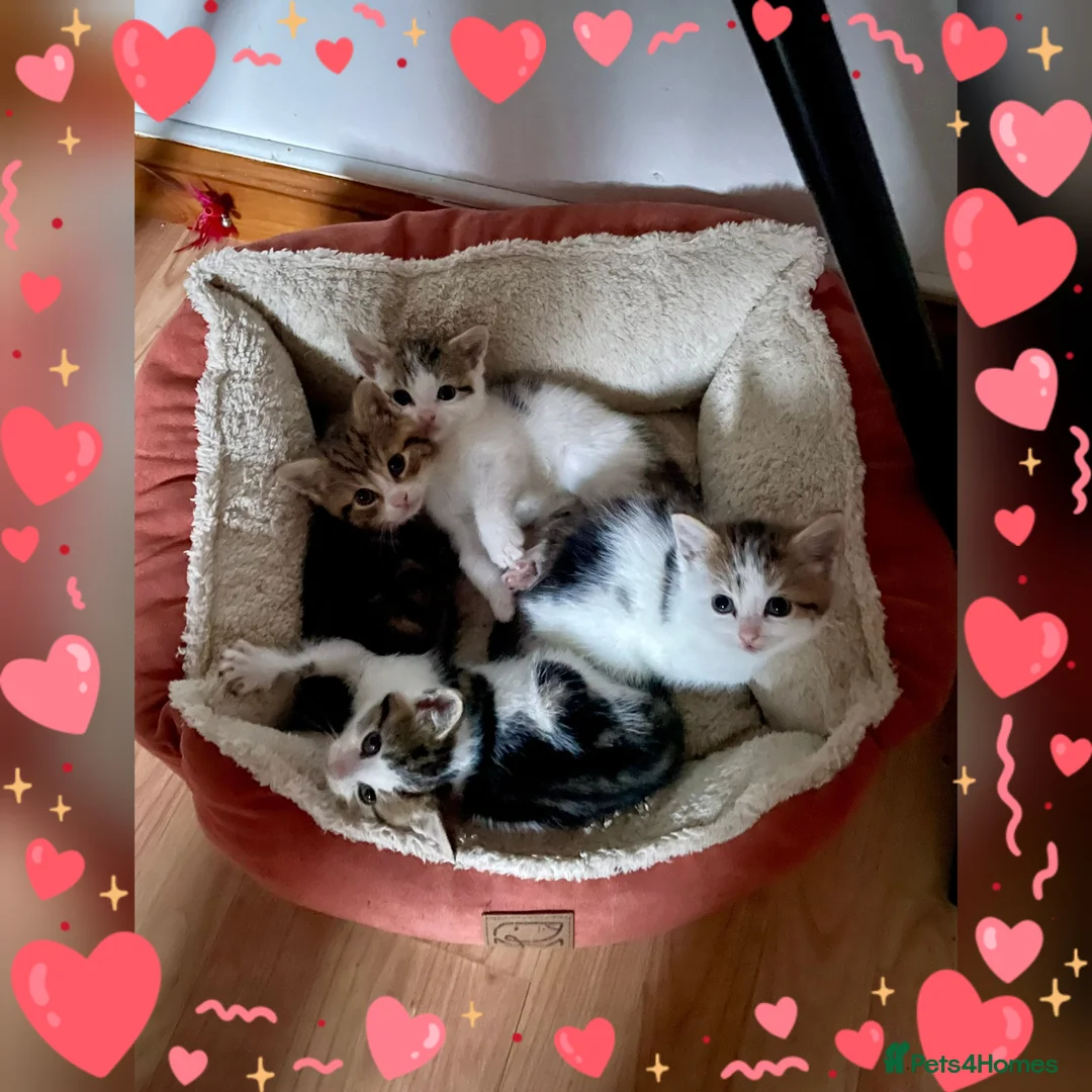Mixed Breed cats for sale: Litter of 4 cute kittens for sale  - Advert 1