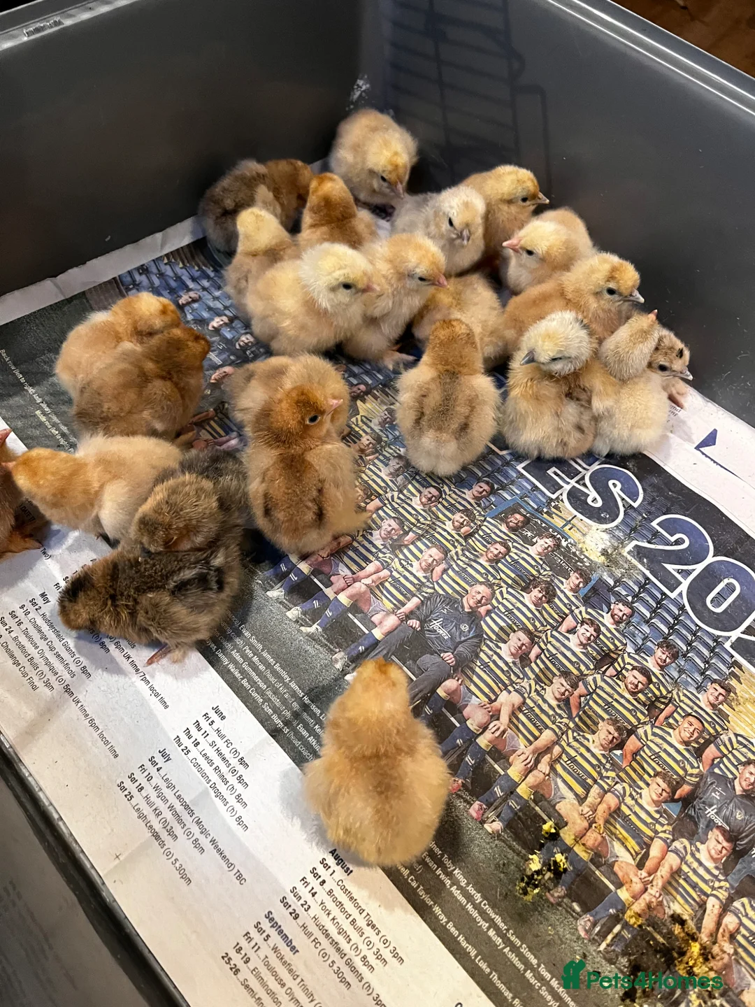 Chickens poultry for sale: 💕Pure breed Baby Pekin and Baby Silkie chicks 💕. - Advert 8