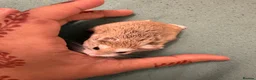 Hamster rodents for sale: Hamster with cage  - Advert 2