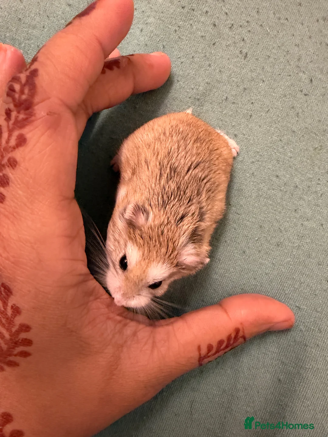 Hamster rodents for sale: Hamster with cage  - Advert 2
