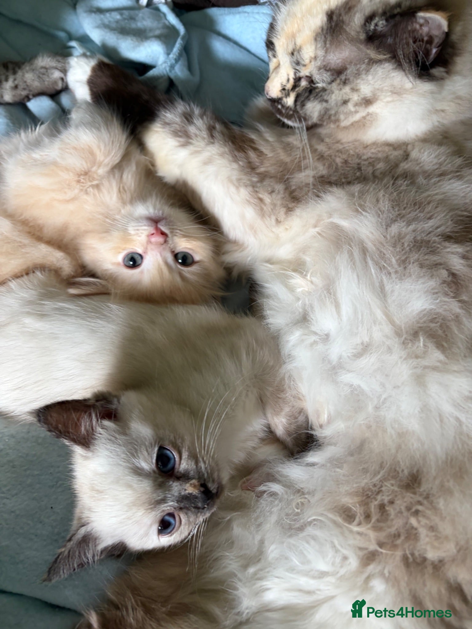 Mixed Breed cats 2 Gorgeous Ragdoll X Kittens, READY NOW! - Advert 3