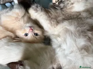 Mixed Breed cats 2 Gorgeous Ragdoll X Kittens, READY NOW! - Advert 1