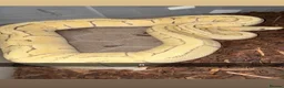 Python Snake reptiles for sale: Royal pythons  - Advert 7