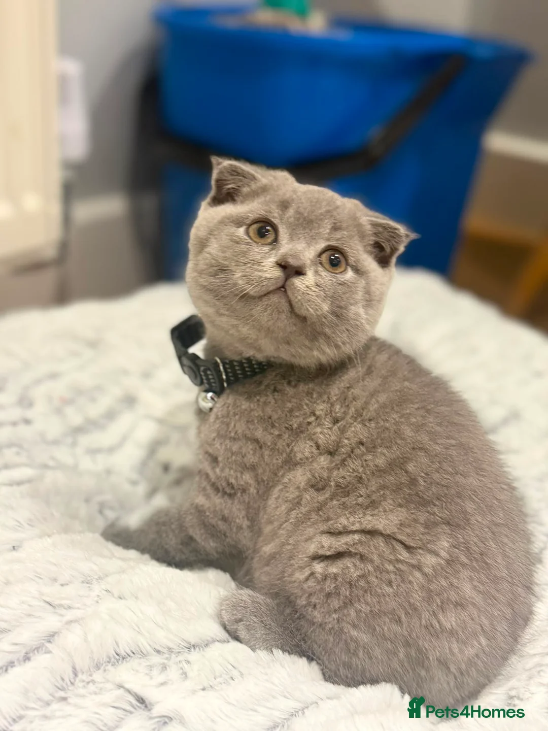 Scottish Fold cats for sale: 😍1 female 2 males stunning scottish breeds BSH😍 - Advert 2