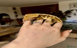 Gecko reptiles for sale: Stunning Friendly Female Tri/Harle Crested Gecko - Image 6