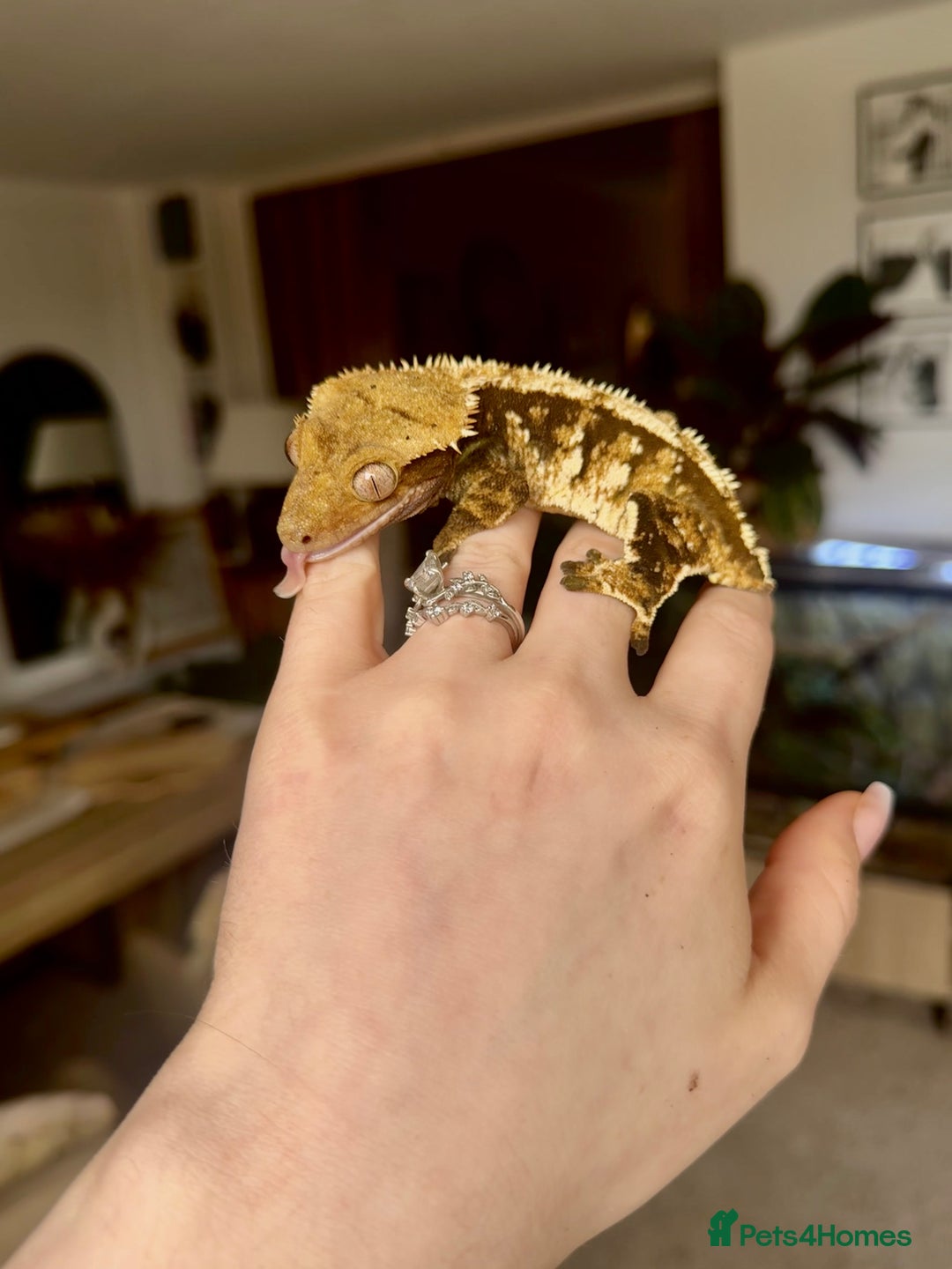 Gecko reptiles for sale: Stunning Friendly Female Tri/Harle Crested Gecko - Image 6