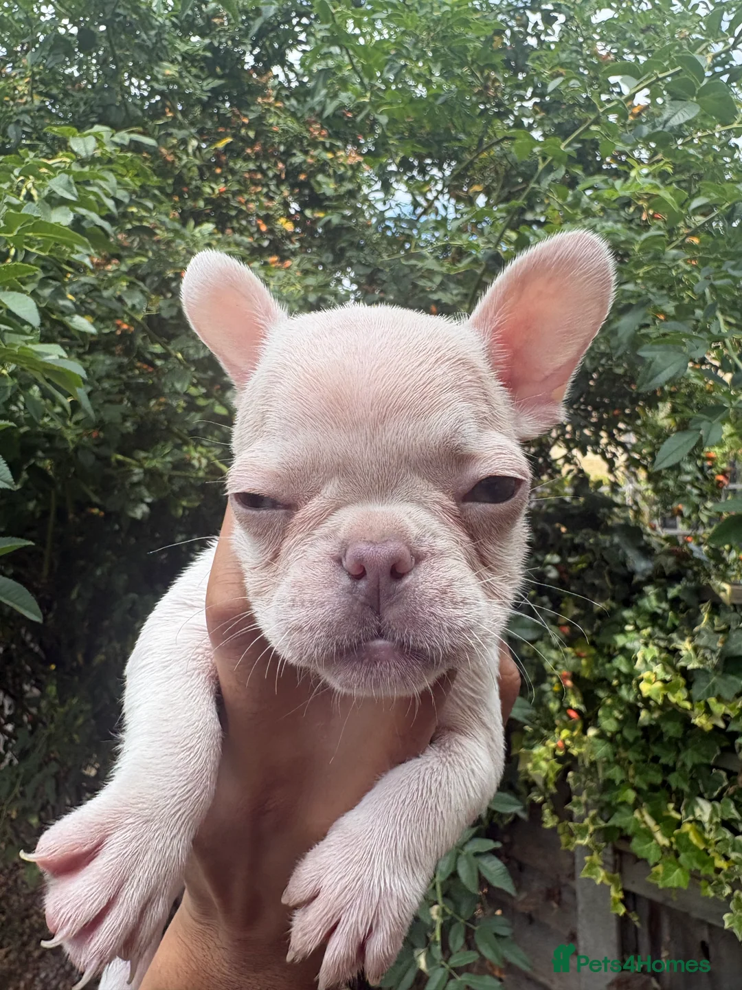 French Bulldog dogs for sale: Beautiful French bulldogs in Ilford - Advert 2