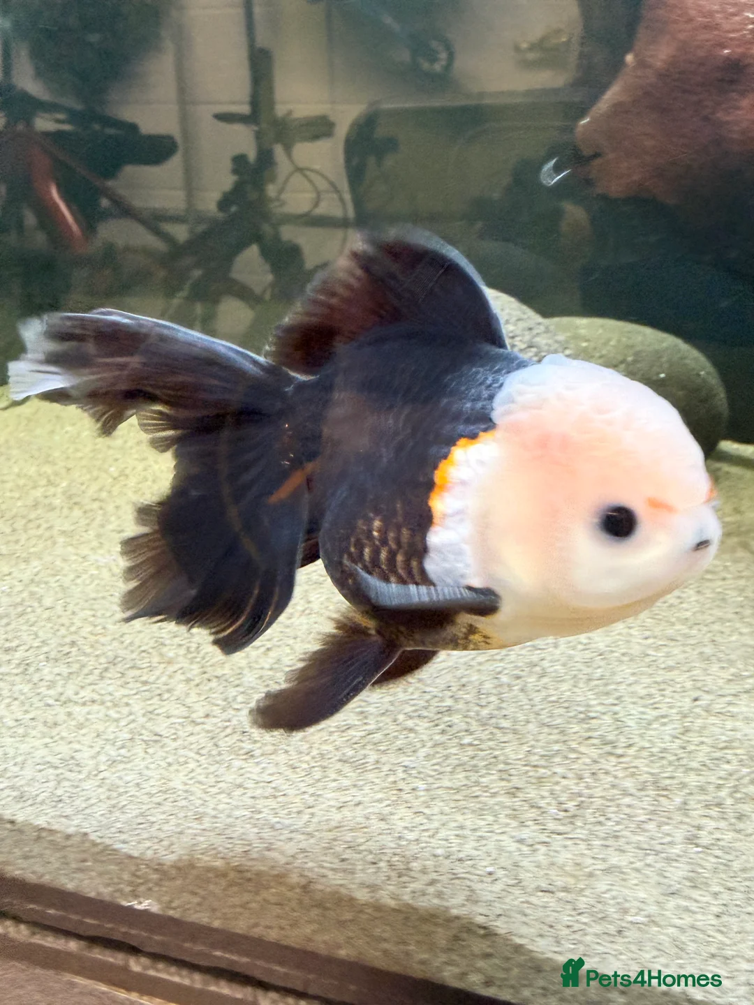 Fancy Goldfish fish for sale: Ornamental oranda’s - Advert 1