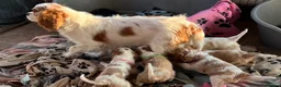 Cavalier King Charles Spaniel dogs for sale: Stunning cavalier King Charles puppies  - Advert 10