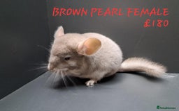 Chinchilla rodents for sale: STUNNING BABIES CHINCHILLA MIX COLOURS AND GENDER  - Image 4