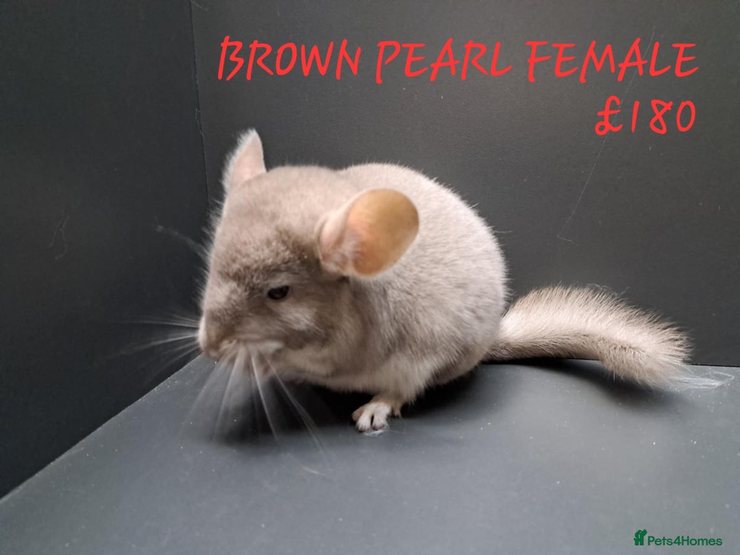 Chinchilla rodents for sale: STUNNING BABIES CHINCHILLA MIX COLOURS AND GENDER  - Image 4