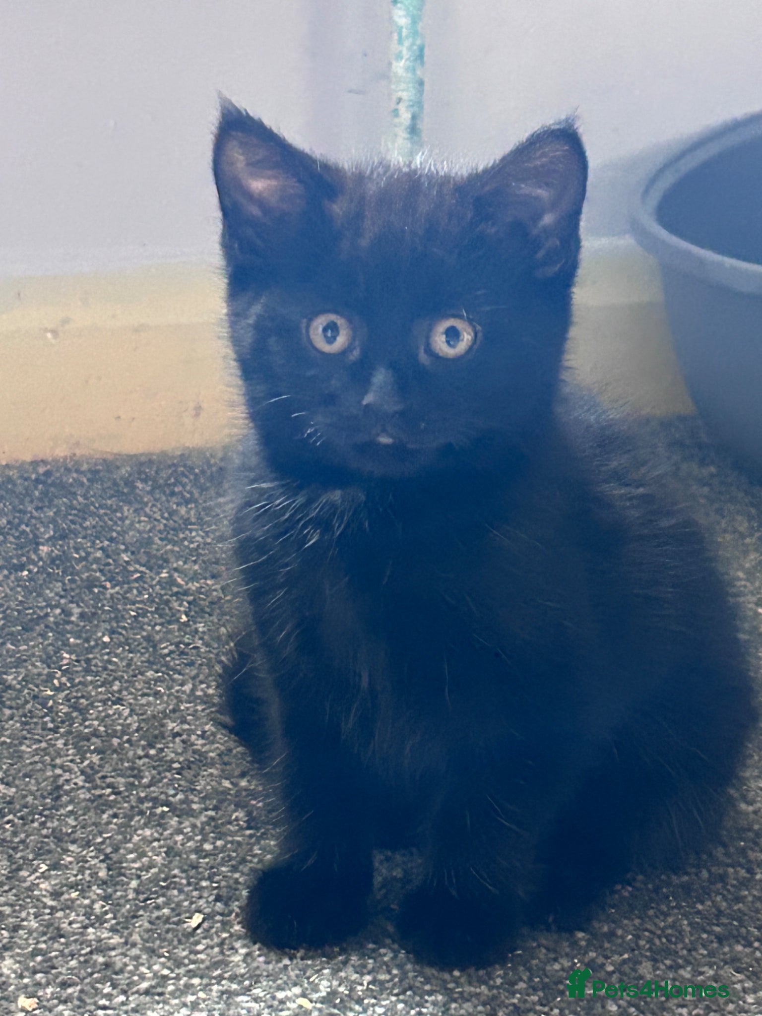 Mixed Breed Kitten 2