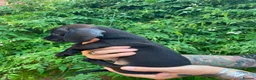 Dachshund dogs for sale: Beautiful litter of Rainbow Puppies - Advert 10