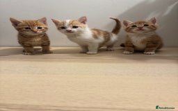 Mixed Breed cats for sale: One ginger male available  - Image 3