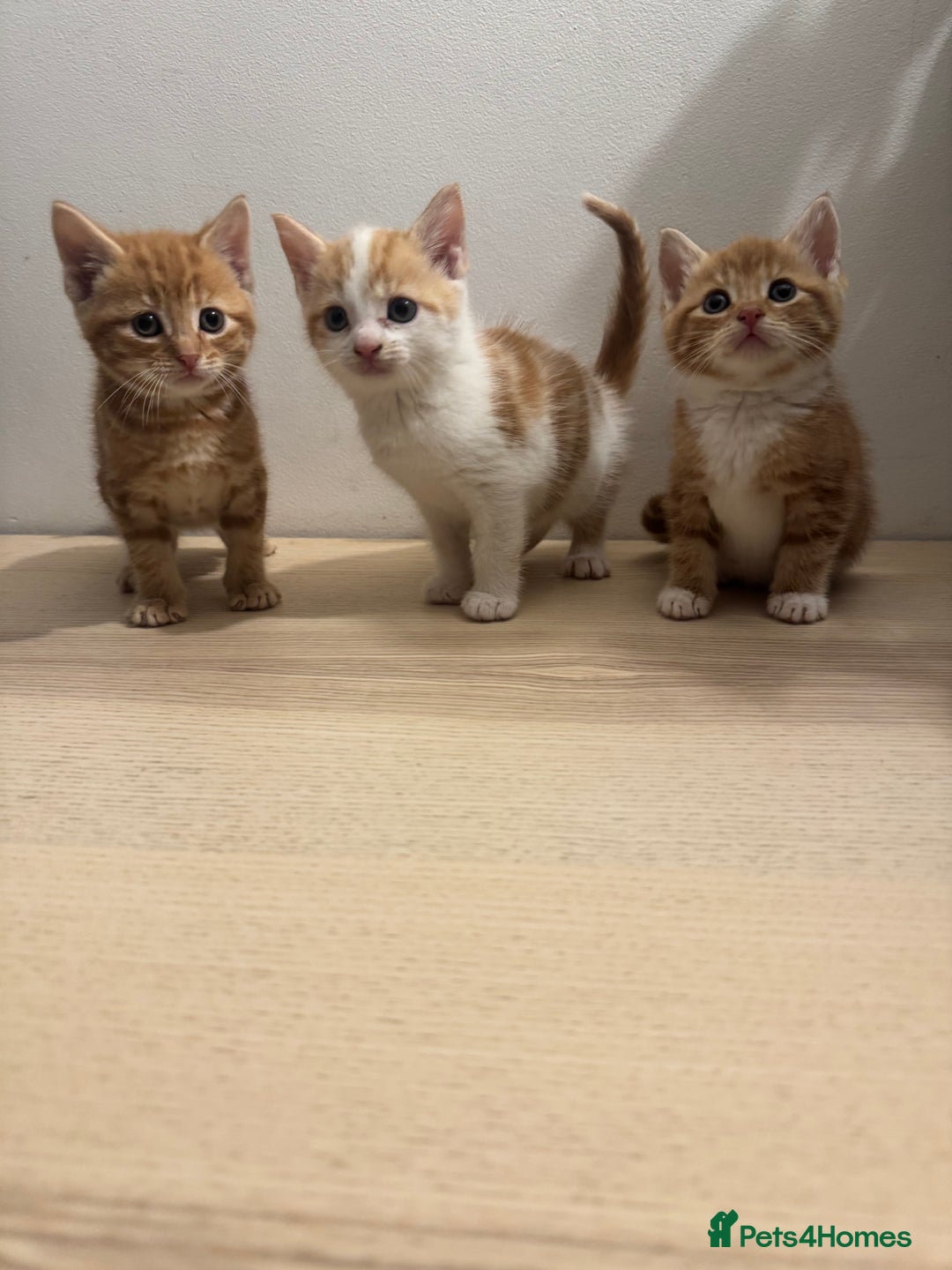 Mixed Breed cats for sale: One ginger male available  - Image 3