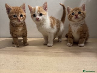 Mixed Breed cats - Advert 11