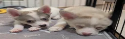 Pomsky dogs for sale: Stunning F3 Pomsky Puppies! - Advert 12