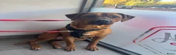 Rhodesian Ridgeback dogs for sale: Rhodi the ridgeback - Advert 3