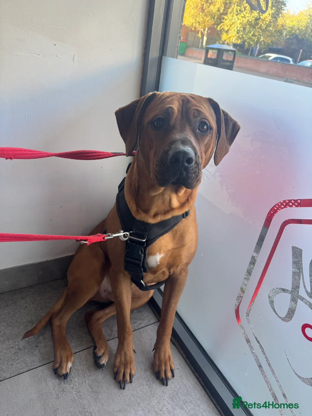 Rhodesian Ridgeback dogs for sale: Rhodi the ridgeback - Advert 3