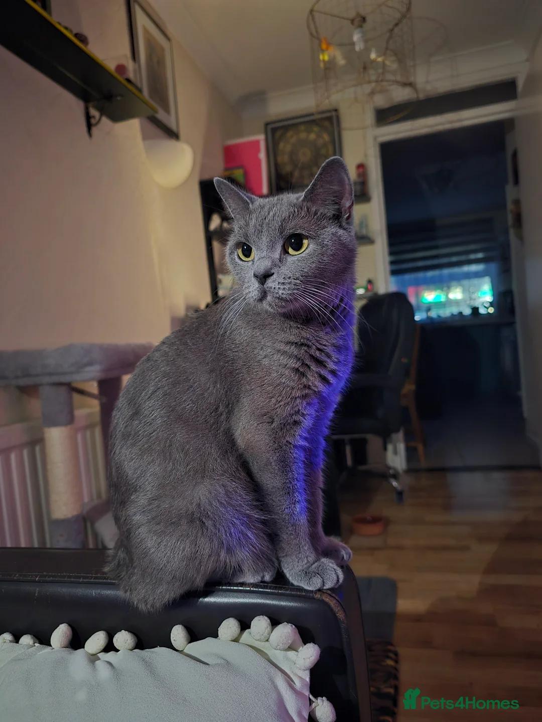 British Shorthair cats for sale: Adorable British Shorthair Kittens - Advert 2