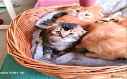 Scottish Fold cats for sale: Scottish fold looking for forever home - Image 25
