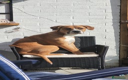Mixed Breed dogs for sale: Millie to be rehomed - Image 10
