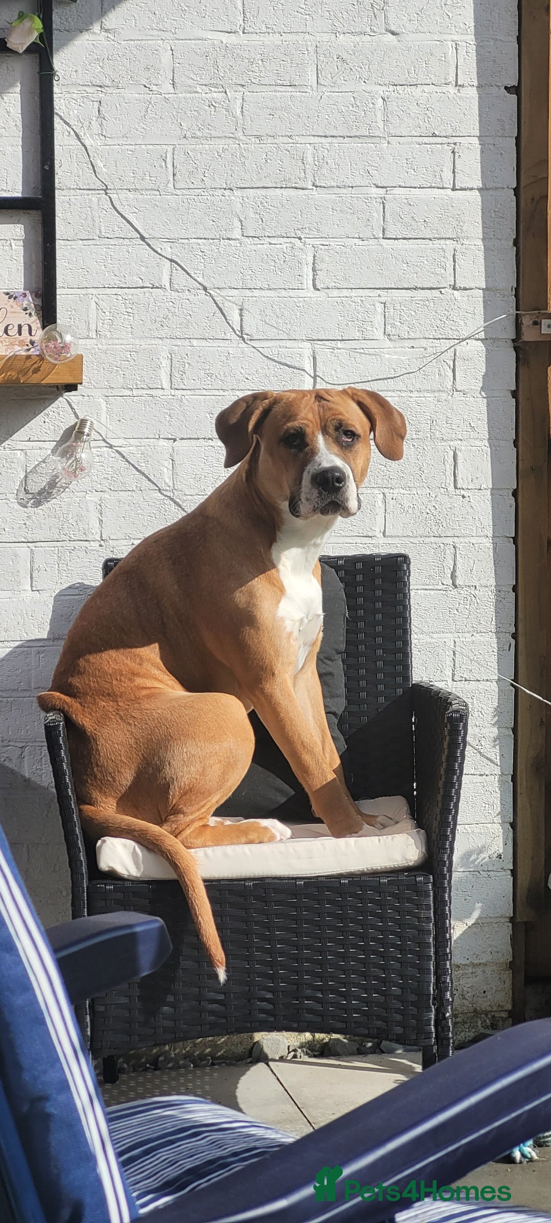 Mixed Breed dogs for sale: Millie to be rehomed - Image 10