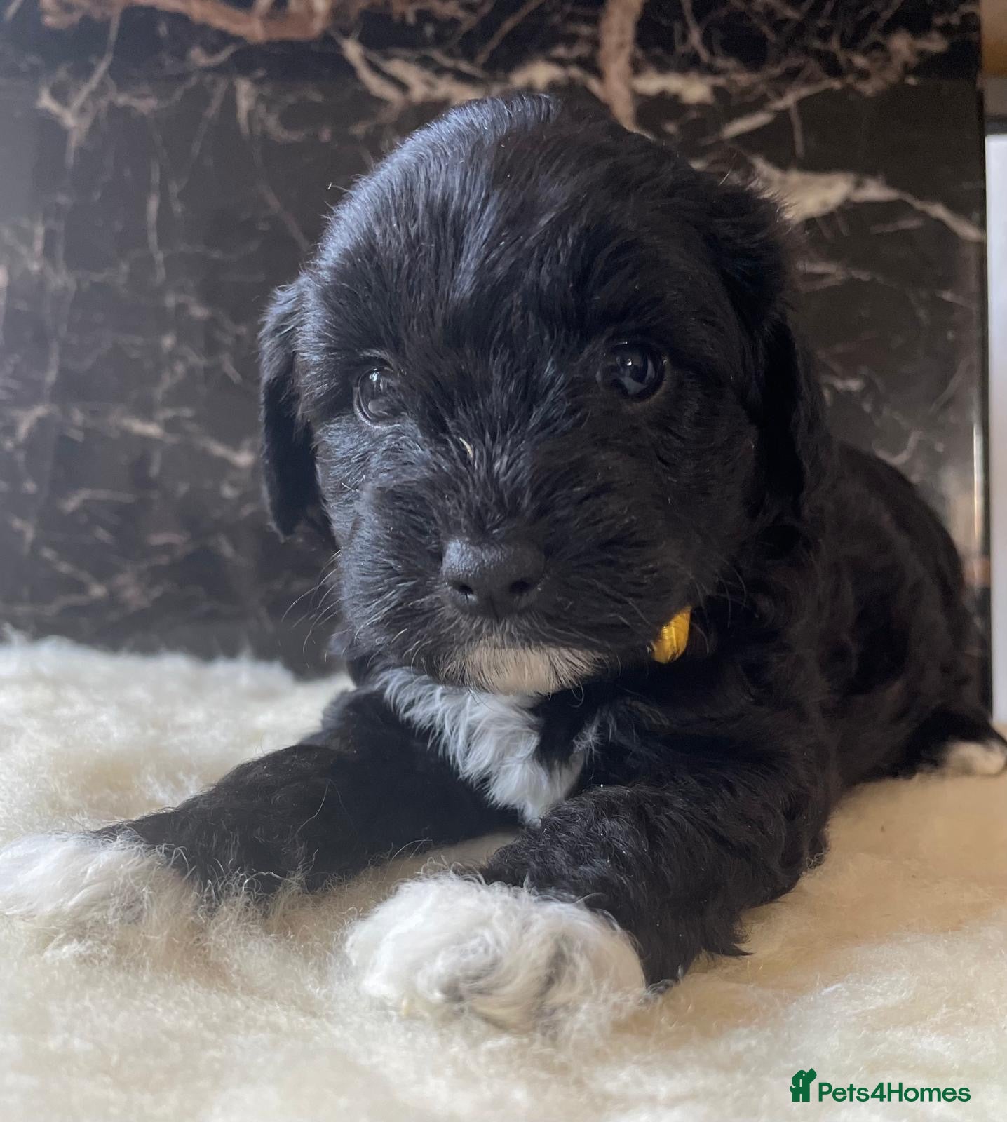 Shihpoo dogs Rare PRA clear health tested Shihpoo x Puppies  - Advert 1