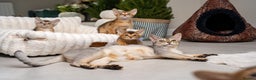 Abyssinian cats for sale: 6 Amazing Abyssinians, Extra Lovlely Personality - Advert 33