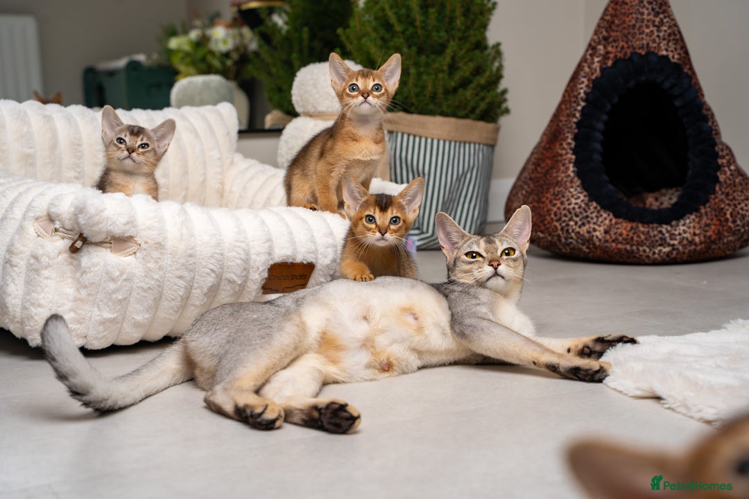 Abyssinian cats for sale: 6 Amazing Abyssinians, Extra Lovlely Personality - Advert 33
