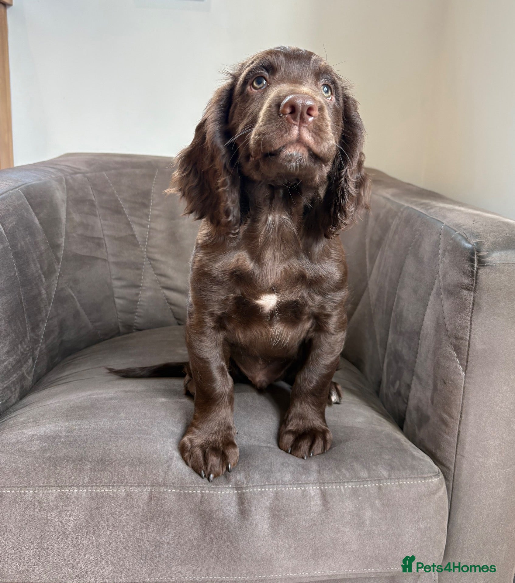 Sprocker dogs Fully Health Tested F1 Sprocker Spaniels - Advert 1