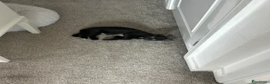 Siamese 2 short hair all black 