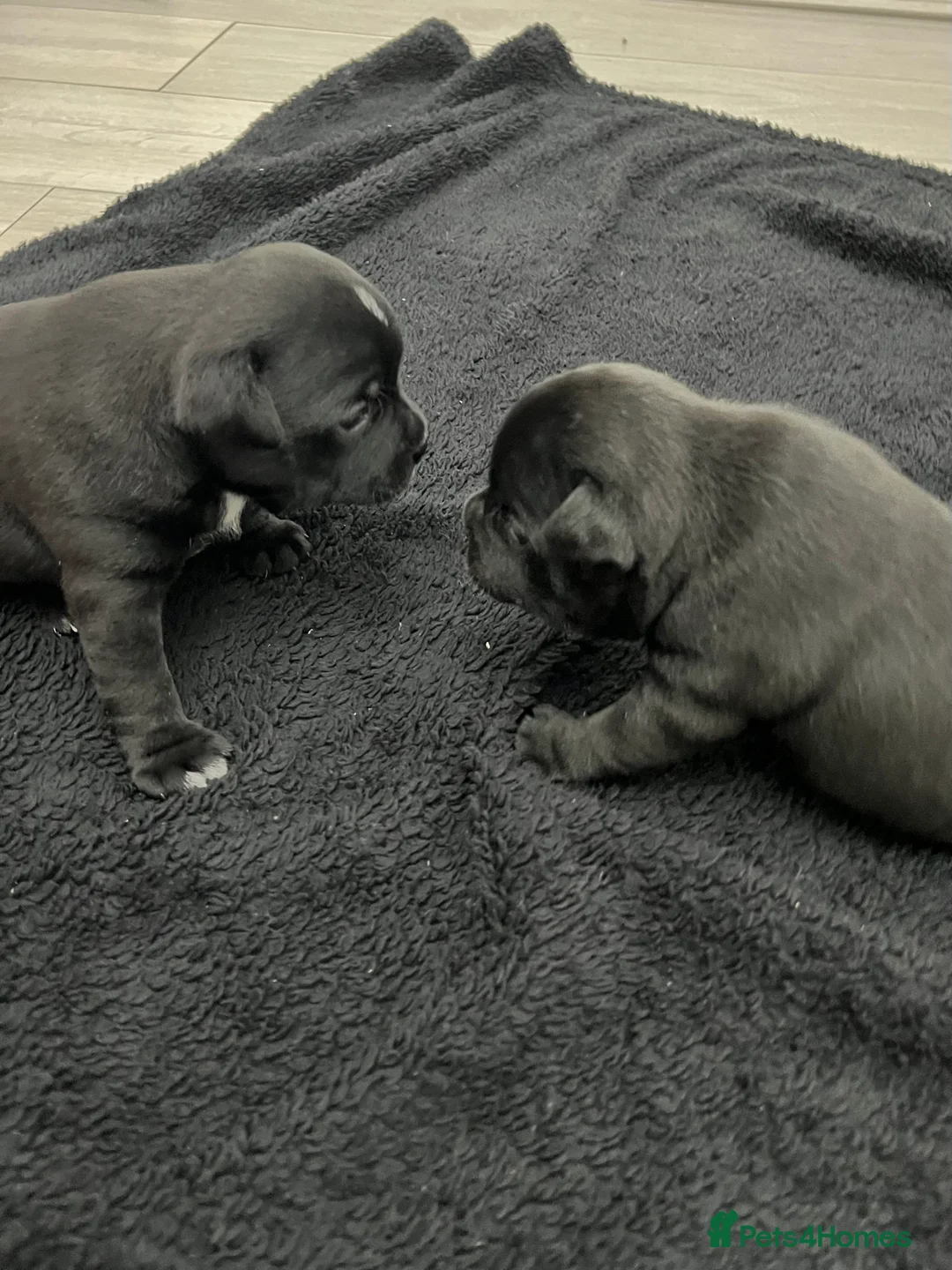 Staffordshire Bull Terrier dogs for sale: KC registered Staffordshire bull terrier puppy  - Advert 8