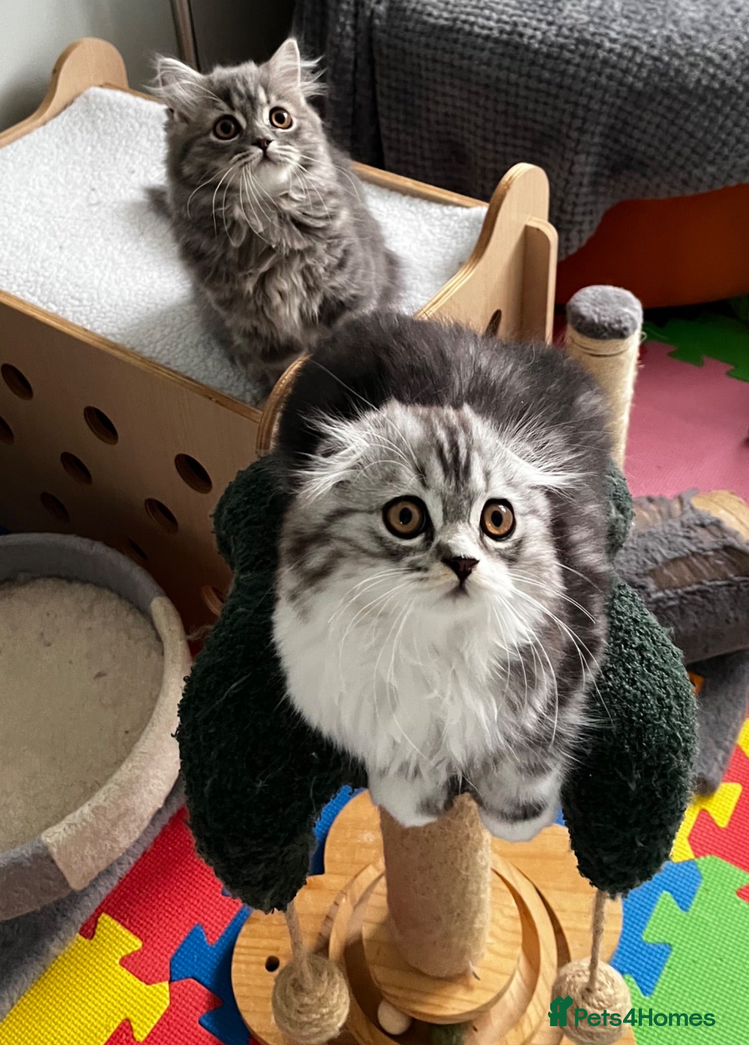 Scottish Fold cats Scottish Fold/Straight - Advert 17