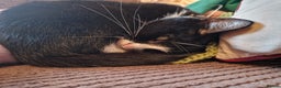 Mixed Breed cats for sale: Female Cats - Advert 4