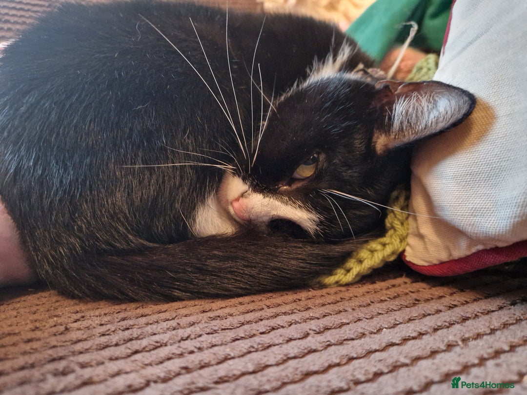 Mixed Breed cats for sale: Female Cats - Advert 4