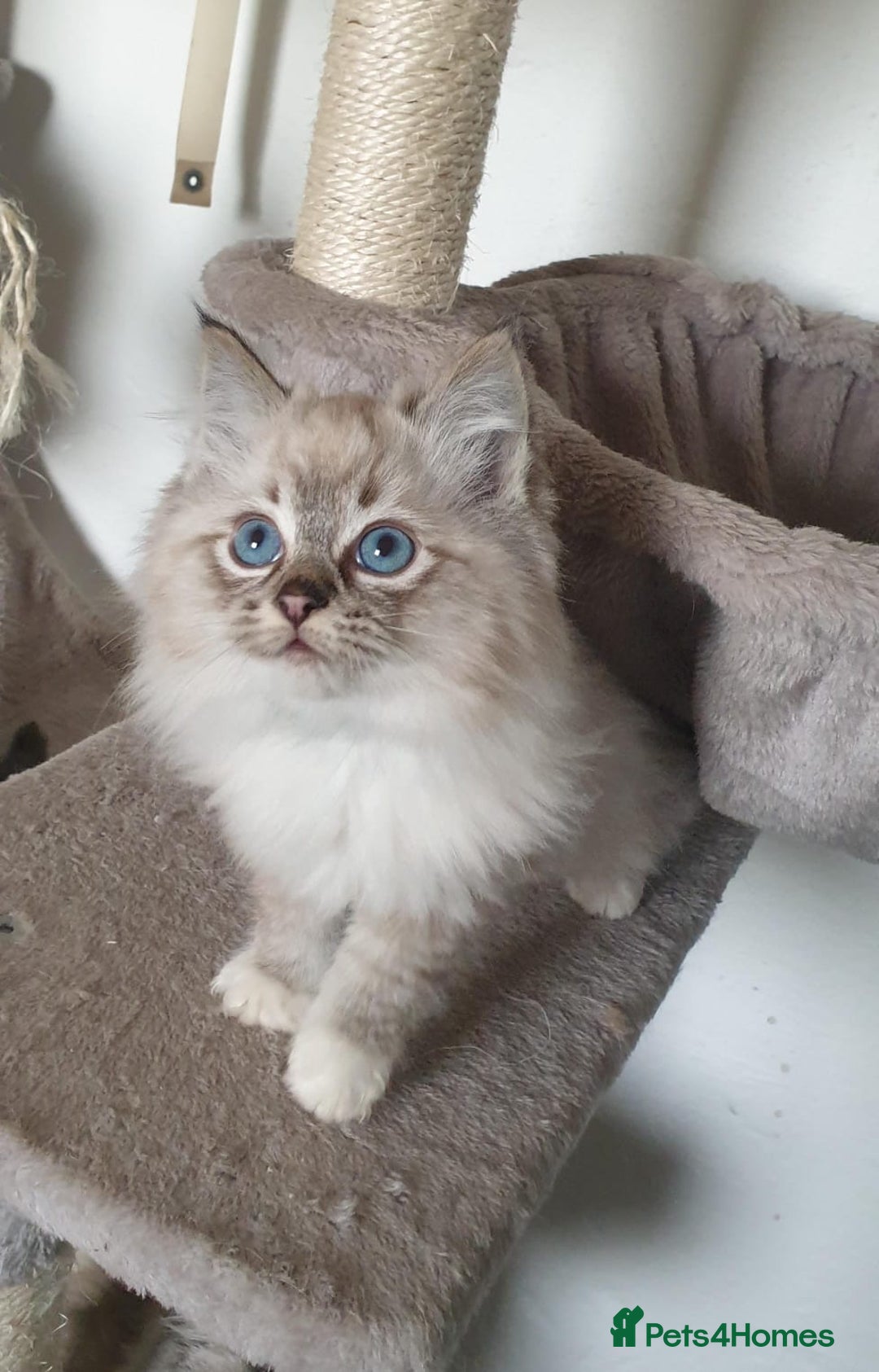 Ragdoll cats for sale: Stunning GCCF Registered Ragdoll Kittens. - Advert 26