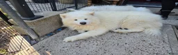 Samoyed dogs for sale: KC registered Pure Bred Samoyed Puppies - Advert 5