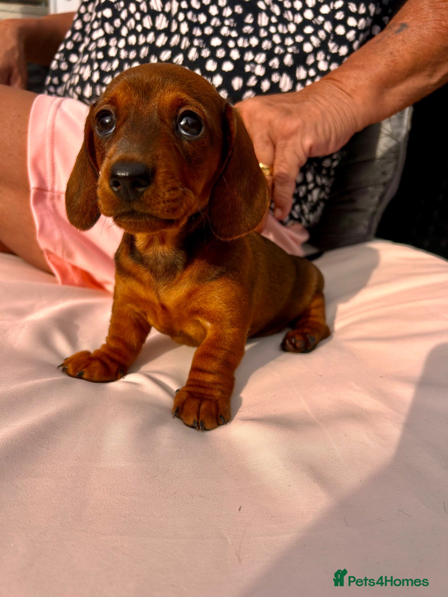 Miniature Dachshund dogs Beautiful miniature dachshunds - Advert 1