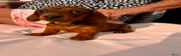 Miniature Dachshund dogs for sale: Beautiful miniature dachshunds in Treharris - Advert 1